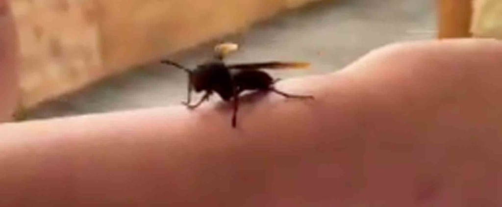 Chrissy Teigen and Daughter Luna Play With a Wasp
