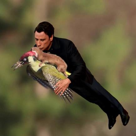 Weasel Riding Woodpecker Memes