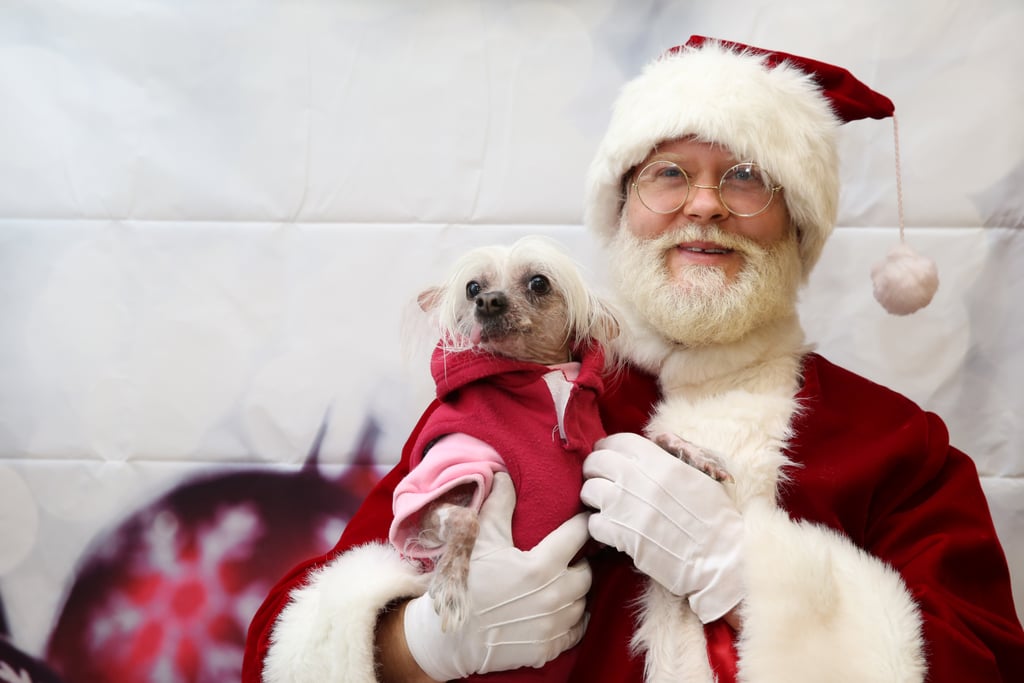Pets Meeting Santa