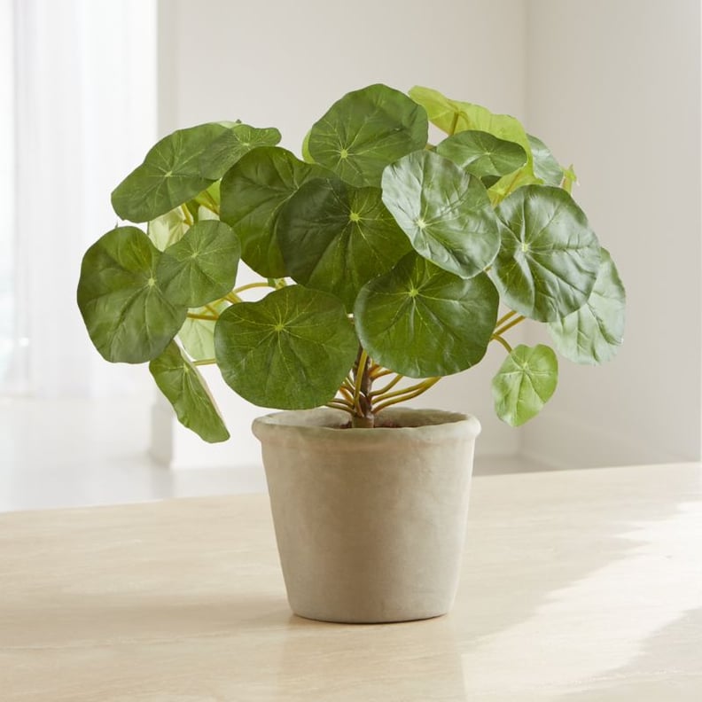 Potted Nasturtium