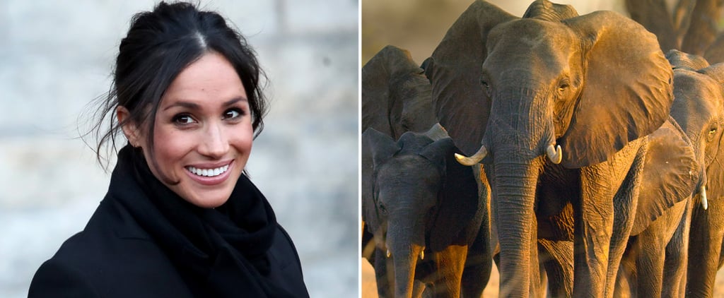 Review of Disney Film Elephant, Narrated by Meghan Markle