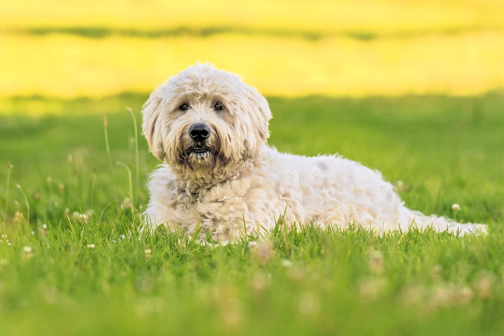 Cute Pictures of Labradoodles