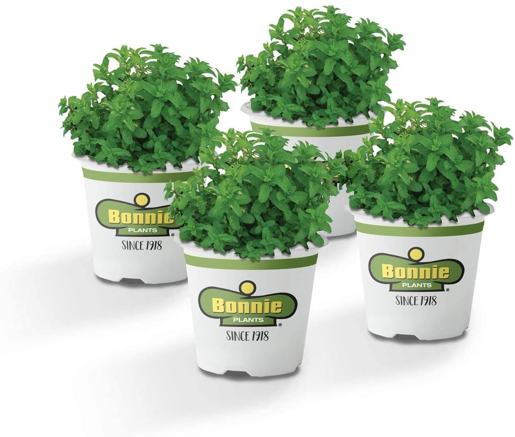 Lemon Balm Plants