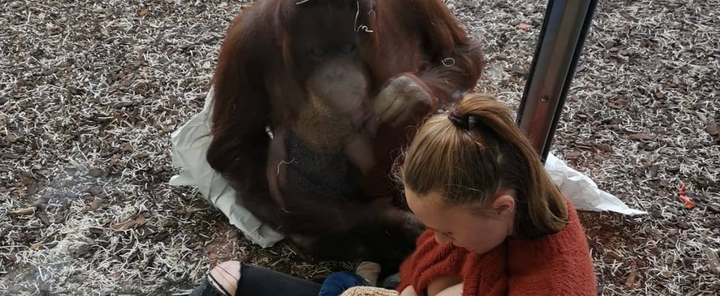 This Video of an Orangutan Interacting With a Mom and Her Baby Is So Touching