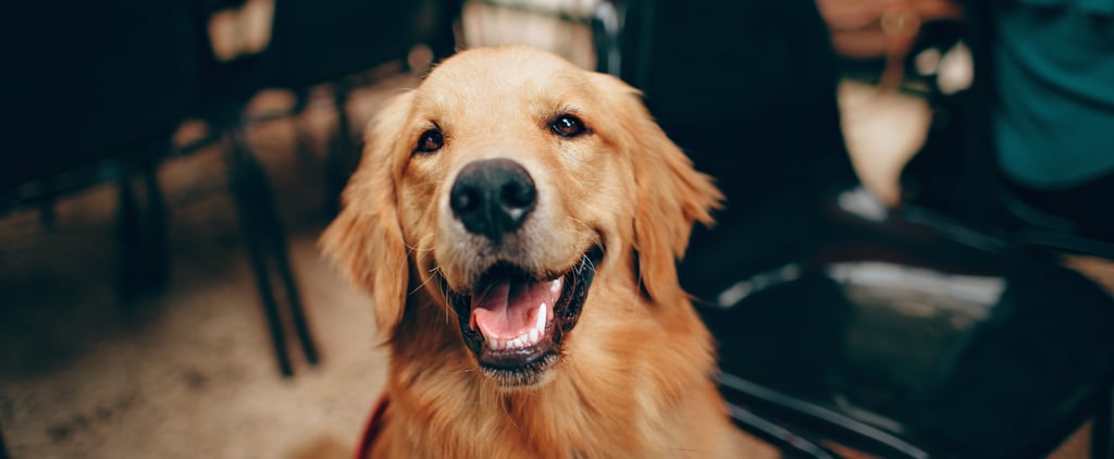 金毛寻回犬有什么样的健康问题呢?