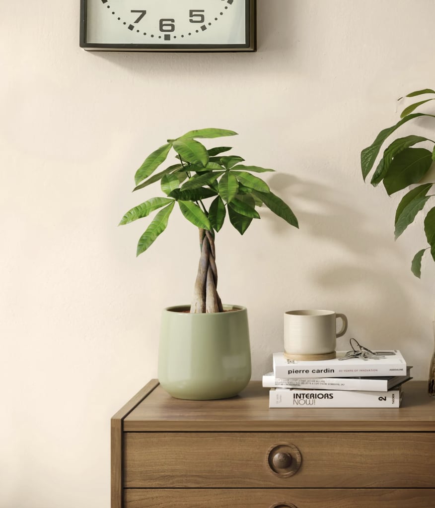 EasyPlant Money Tree
