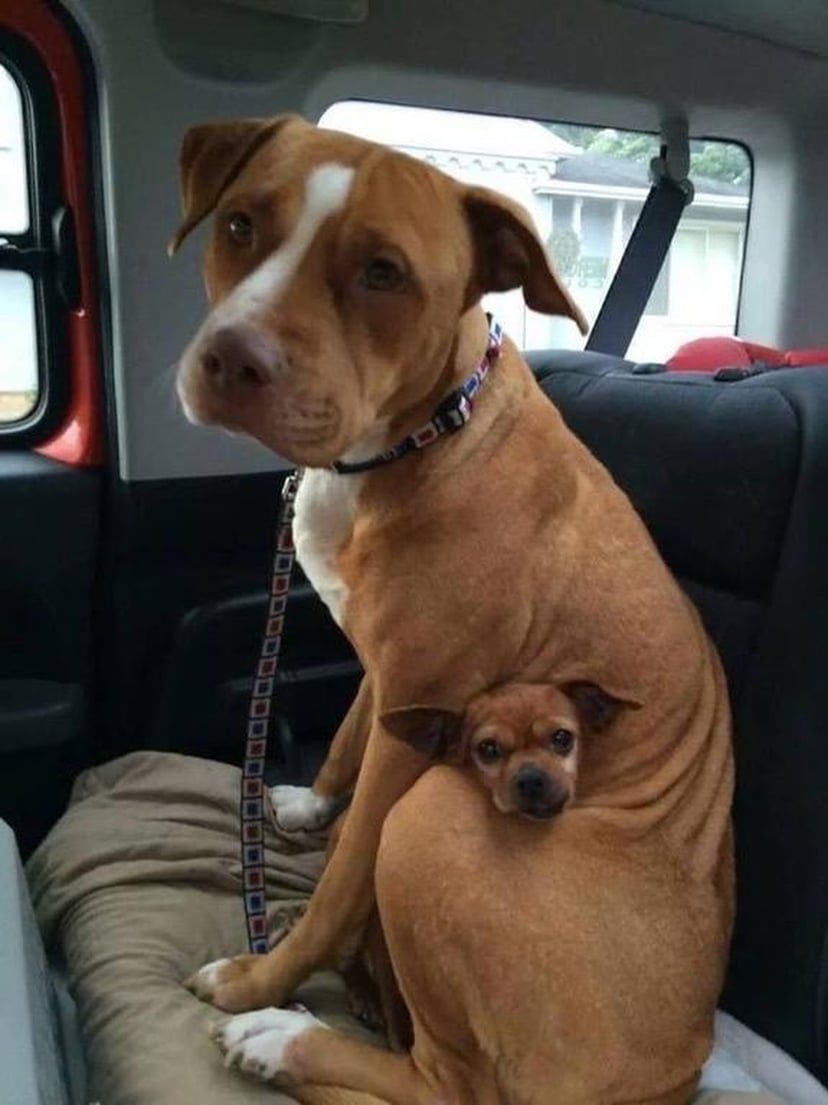 Pit Bull and Chihuahua Adopted Together POPSUGAR Pets