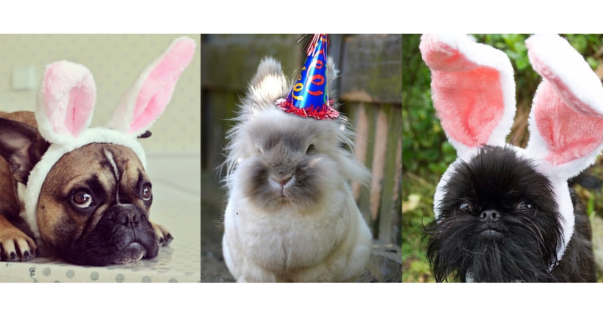 Pets Dressed as the Easter Bunny POPSUGAR Pets