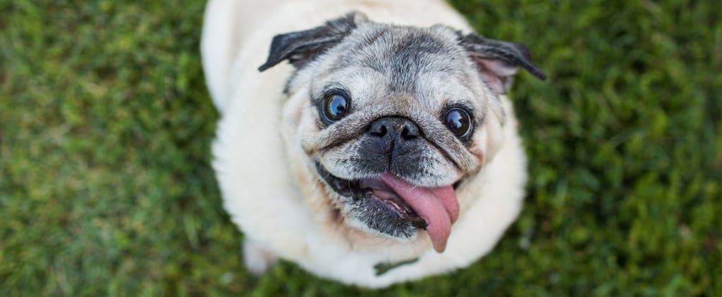 Cute Pictures of Pugs