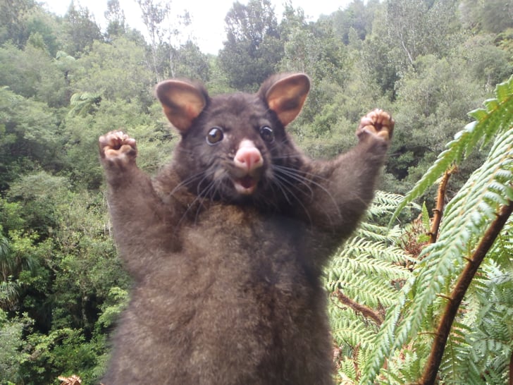 Optimistic Opossum Meme Popsugar Tech