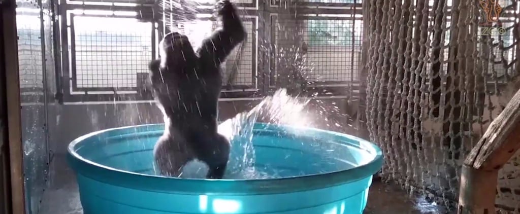 Zola the Gorilla Dancing to "Maniac" Video