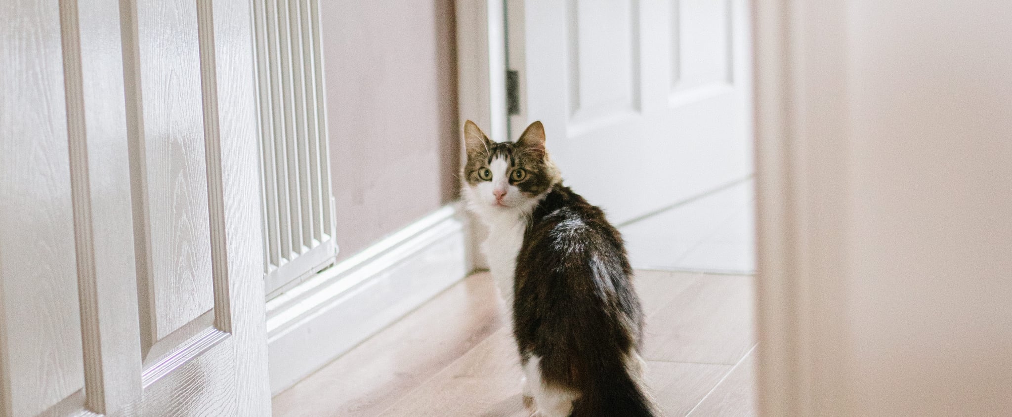 Why Do Dogs Sit Outside The Bathroom Door