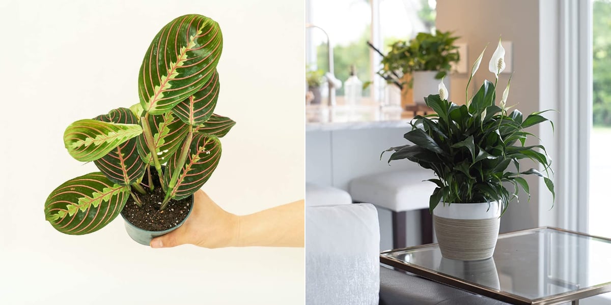 Bestselling Live Plants and Flowers on Amazon POPSUGAR Home