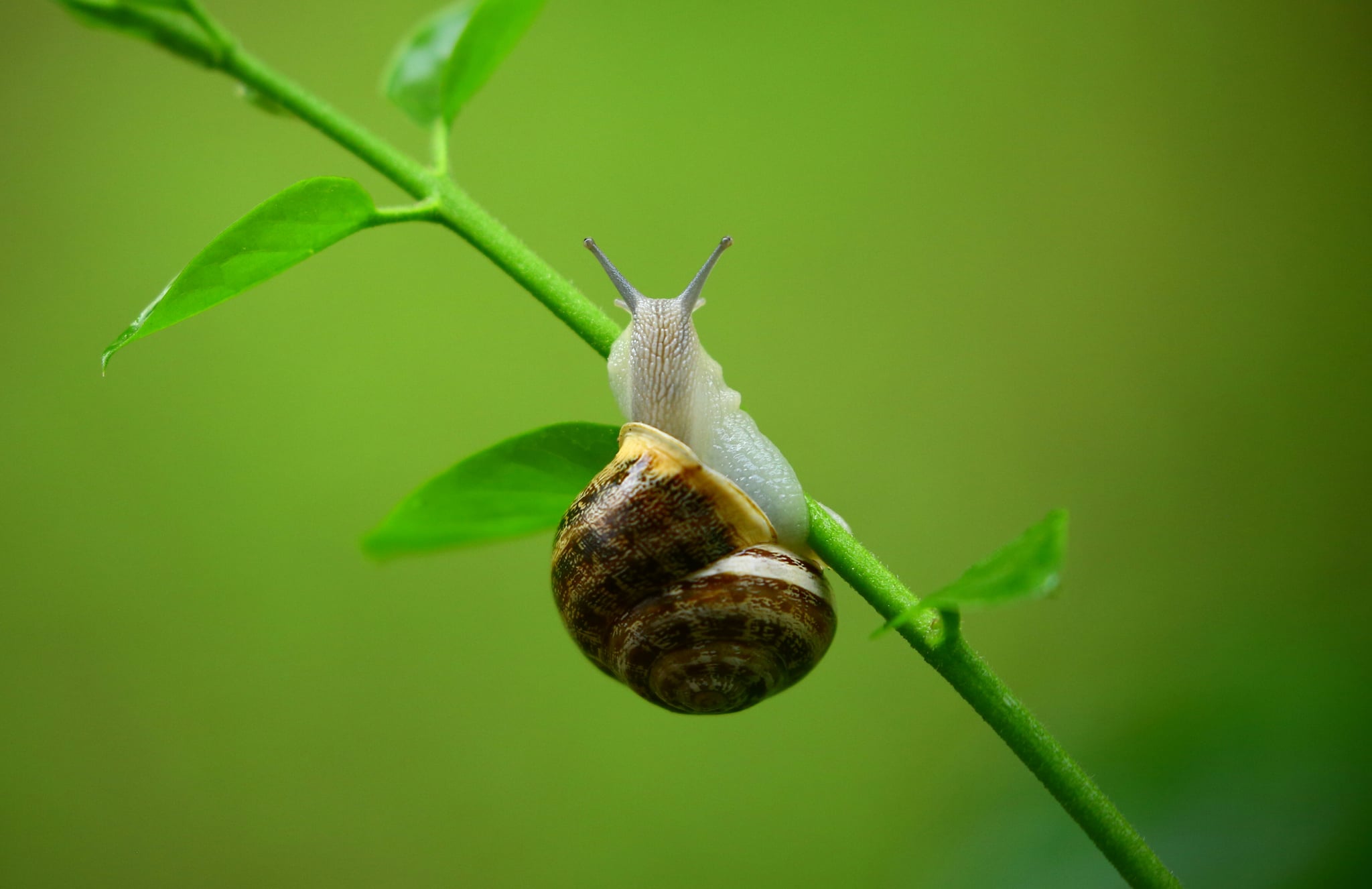 clean rose snail cream