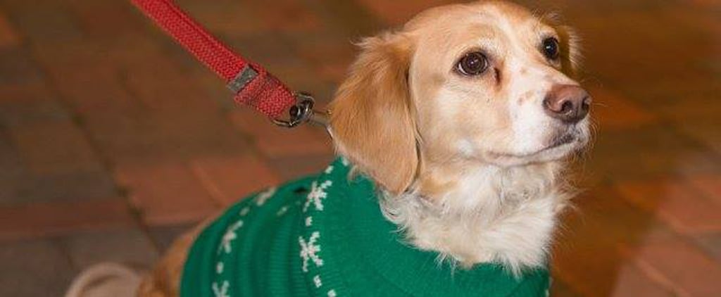 Dogs in Ugly Christmas Sweaters