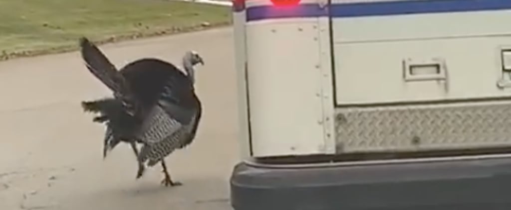Video of Turkey Following Mail Truck Around a Neighborhood