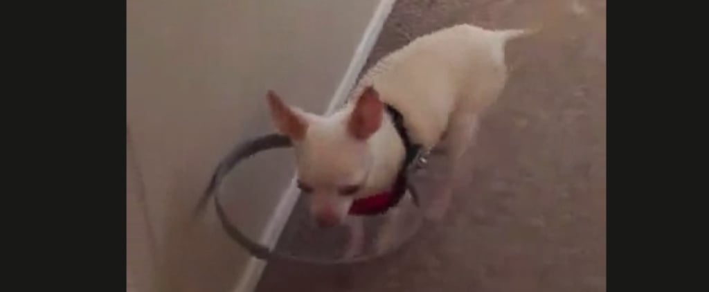 Owner Makes Device to Help Blind Dog See