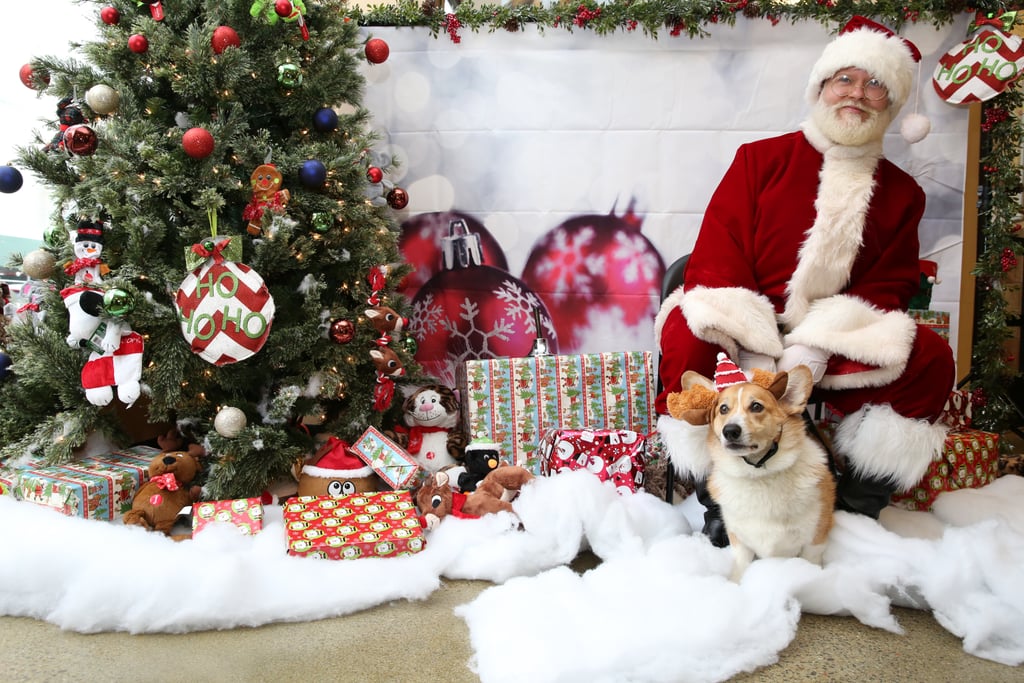 Pets Meeting Santa POPSUGAR Pets