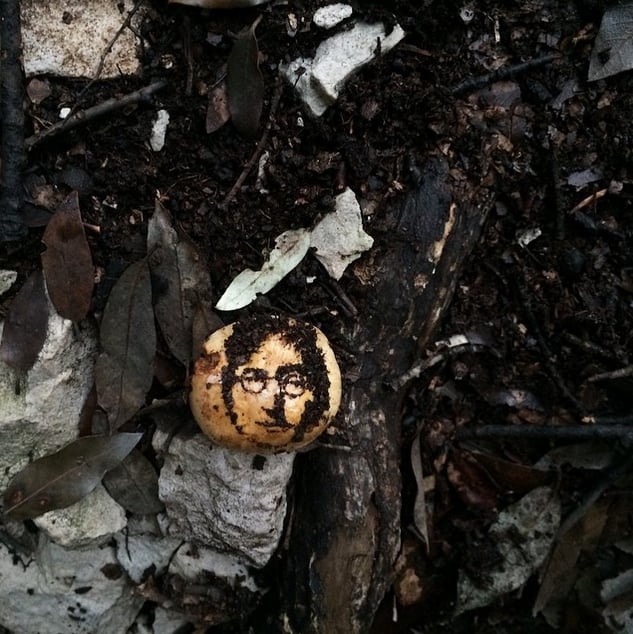 Wild Mushroom