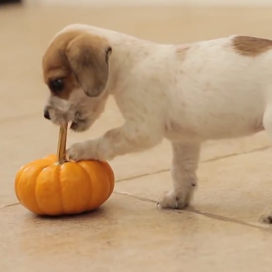 Cute Animals Playing With Pumpkins