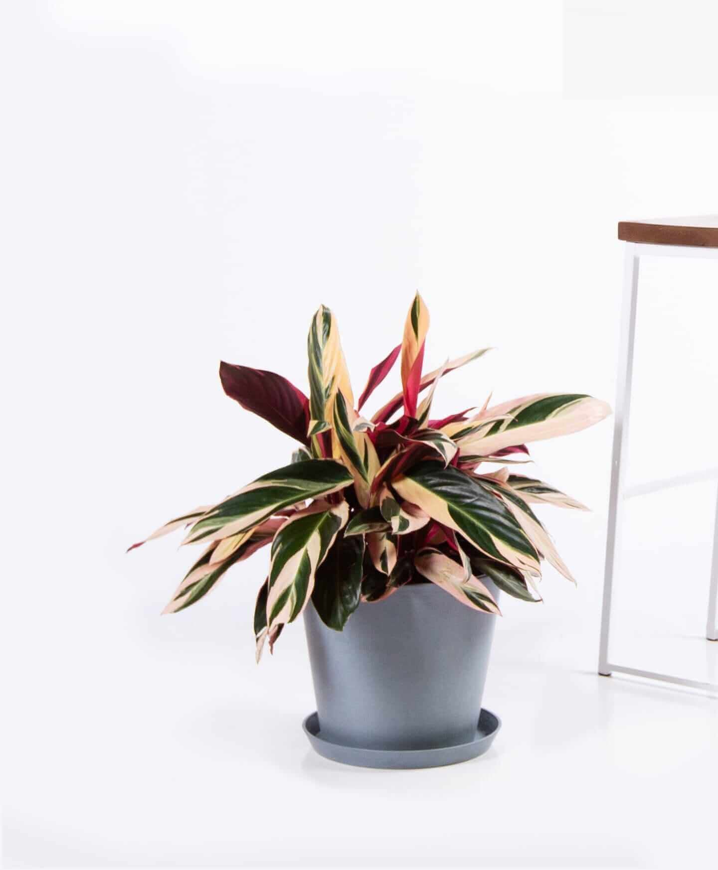 Best Large Indoor Plants Popsugar Home