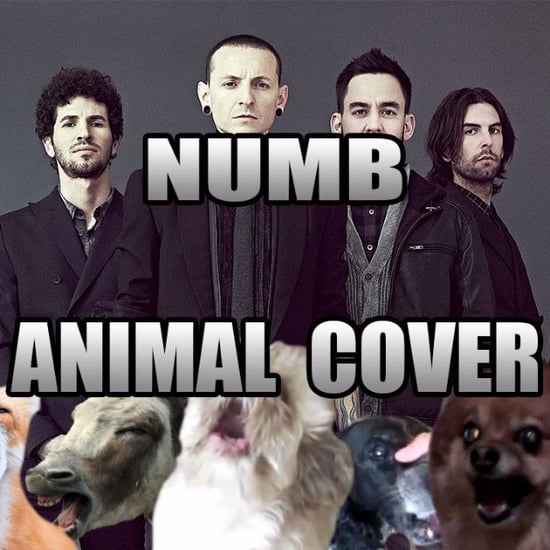 Weird Animal Noise Song Covers