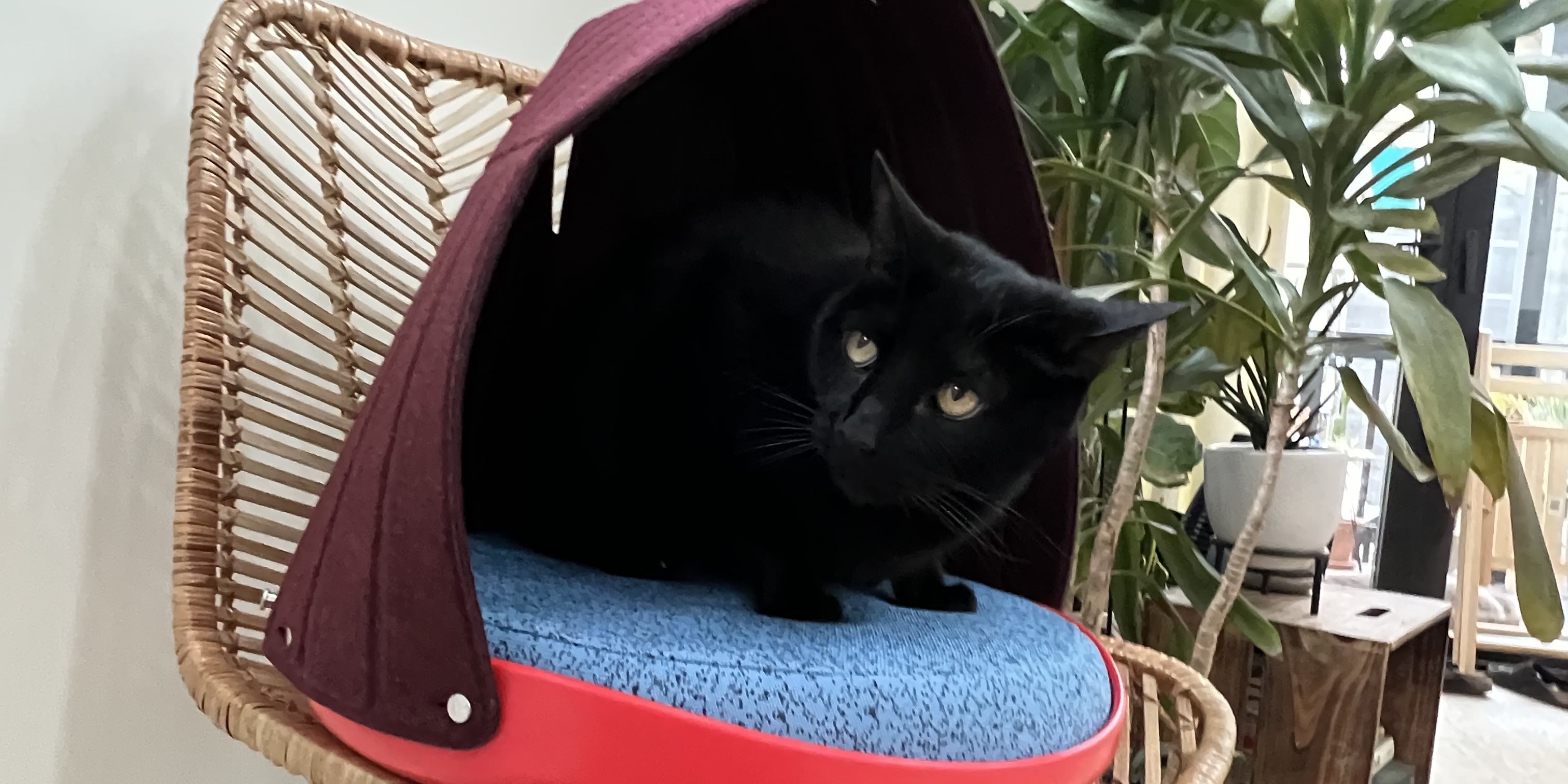 Cat canopy bed online