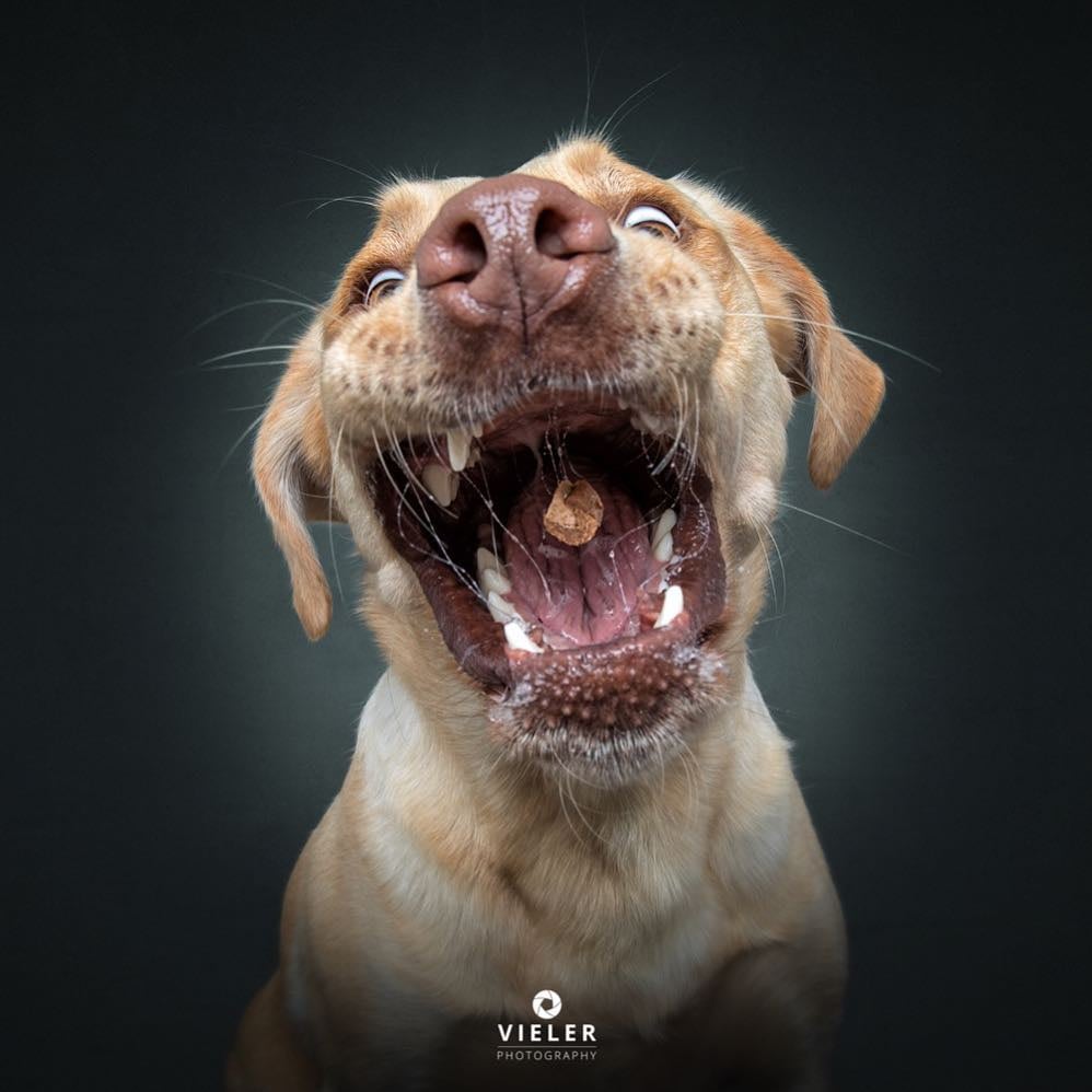 Dogs Catching Treats Photo Series