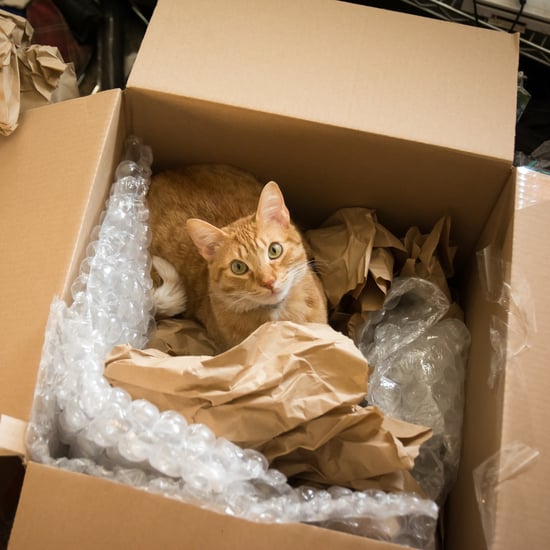 How Does Moving Affect My Cat?