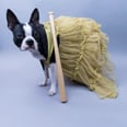 Pop Culture Halloween Costume Inspo For Your Pup!
