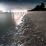 sea of stars maldives real