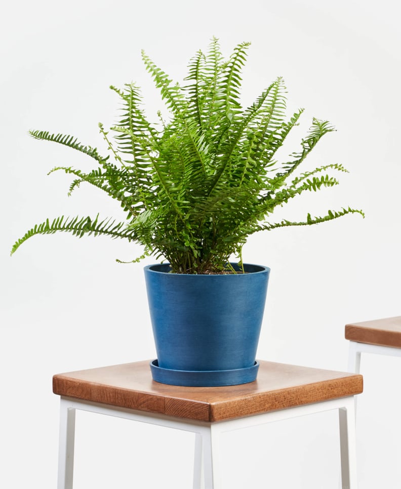 Bloomscape Potted Kimberly Queen Fern