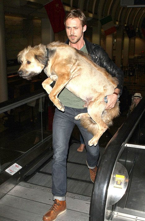Ryan Gosling carried his full-grown dog, George, like a baby through an LA airport terminal in June 2011.
