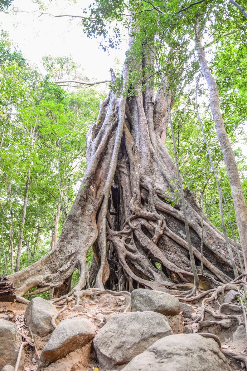 Ritigala Forest