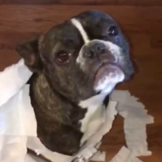 Dog Tattles on Friend | Video