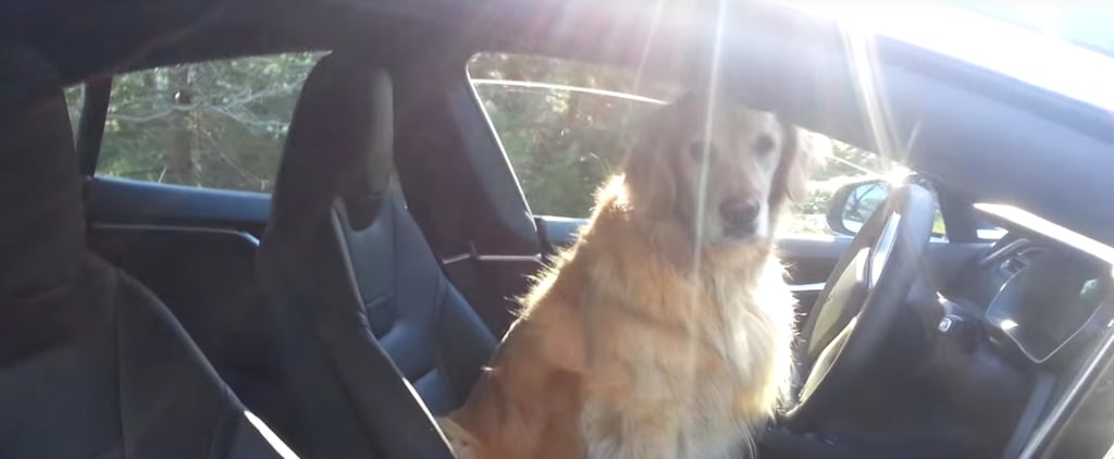 Dog Driving Tesla Car | Video