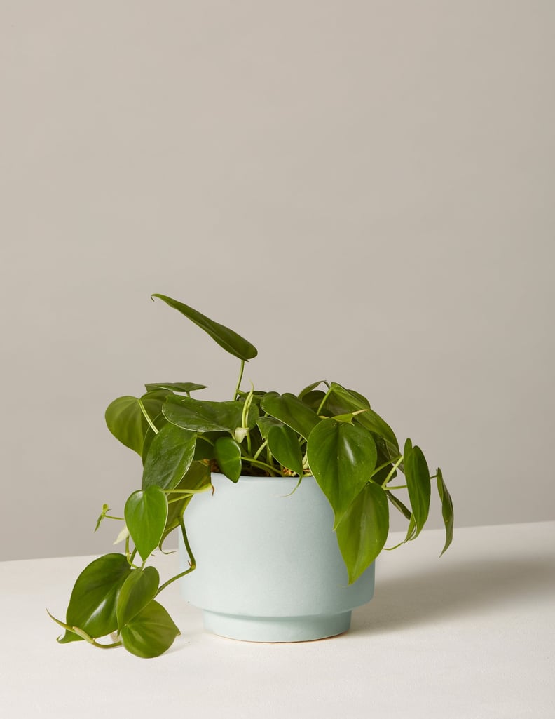 Philodendron Green