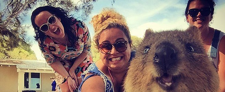 Quokka Selfies