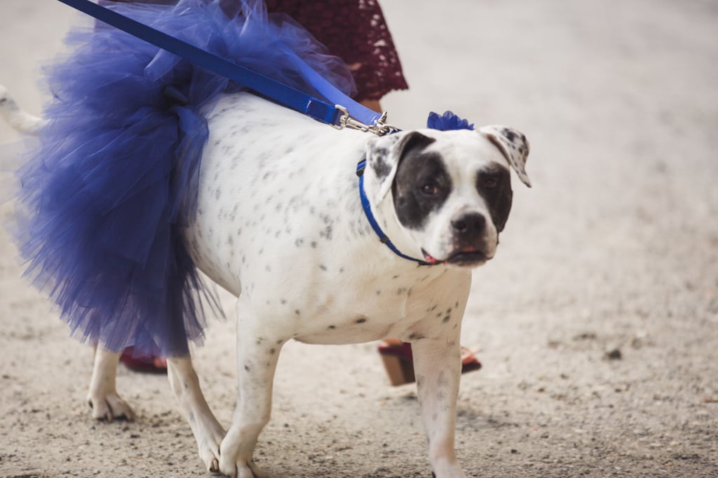 Dogs in Weddings