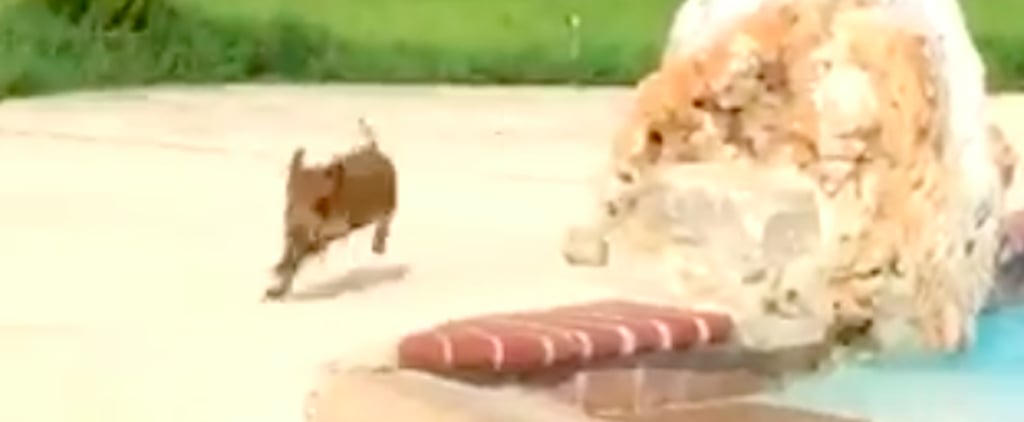 Wilma the Little Pig Running Around the Pool