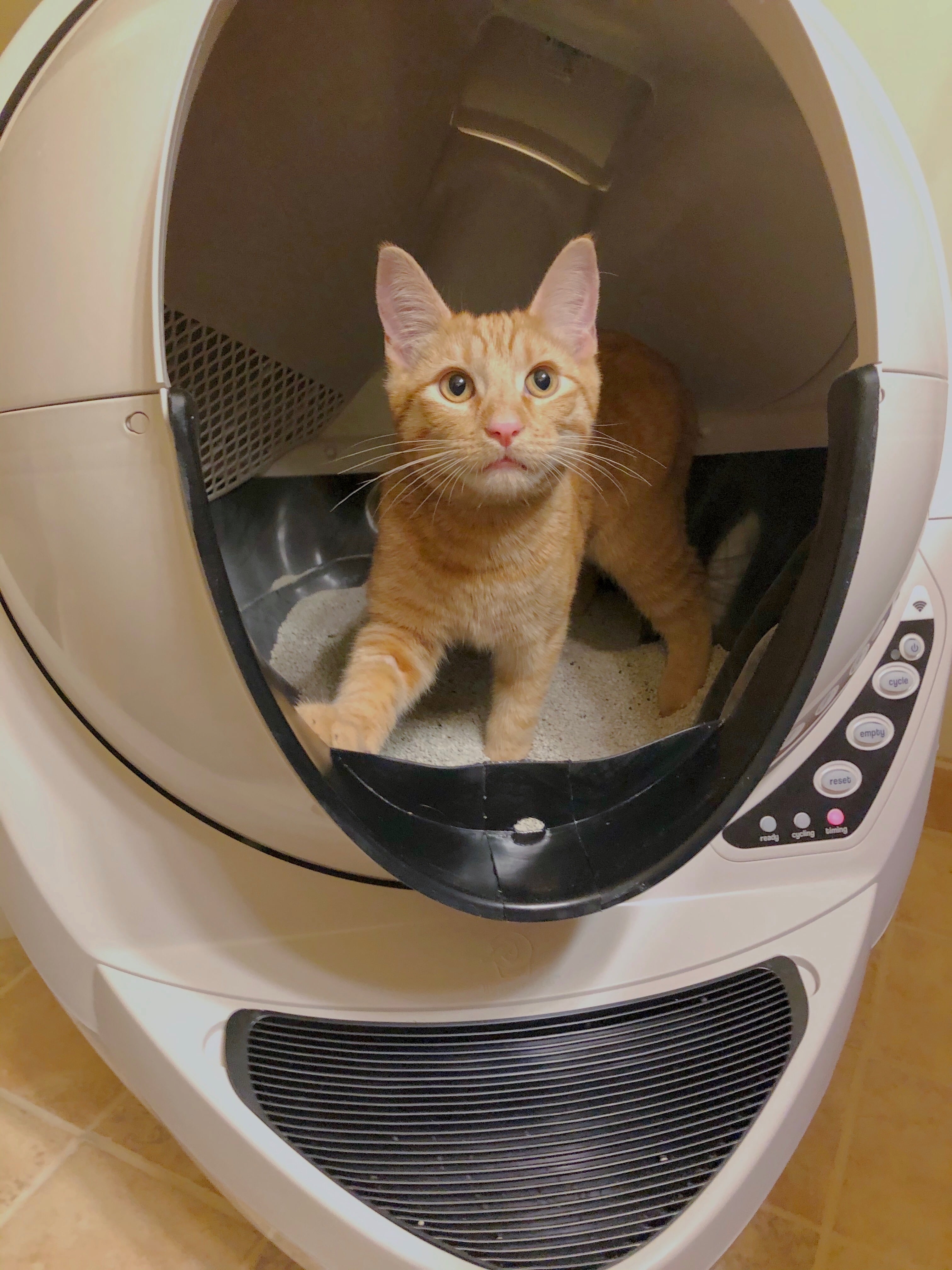 Litter robot does not best sale sense cat