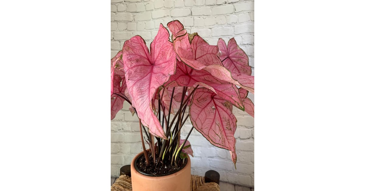 Pink Caladium | Where to Buy Pink Houseplants | POPSUGAR ...