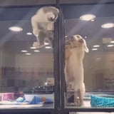 Kitten Escapes Cage to Play With Puppy | Video
