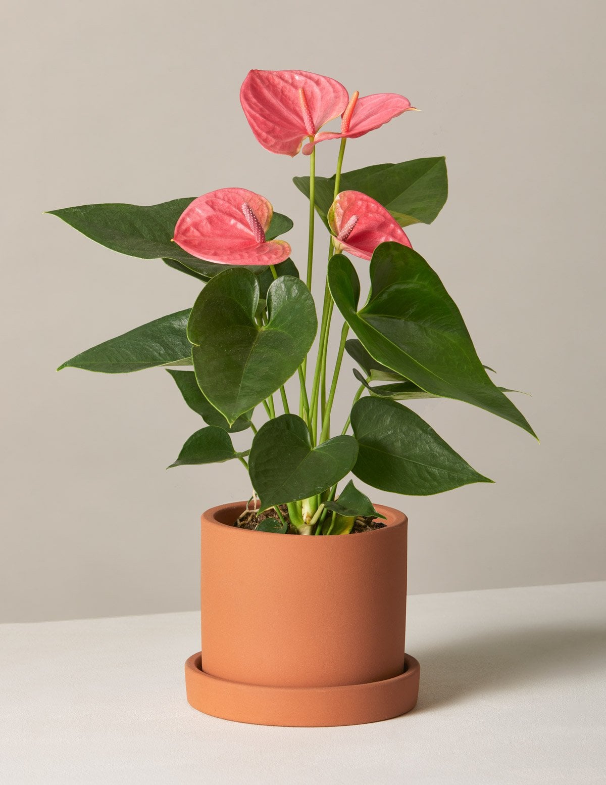 Best Indoor Flower Plants For Beginners Popsugar Home