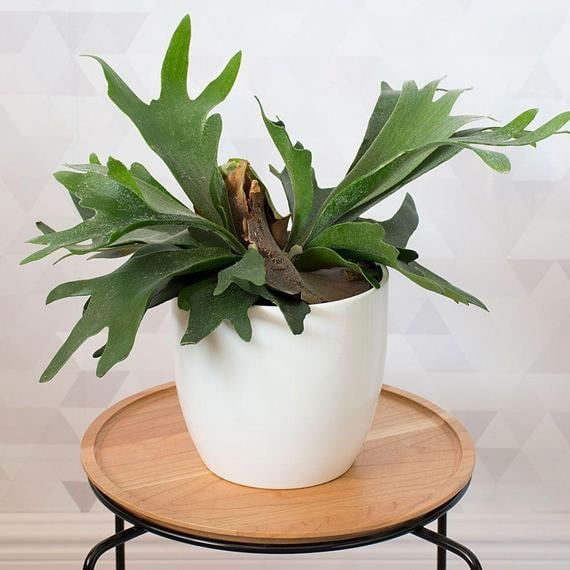 Staghorn Fern Plant