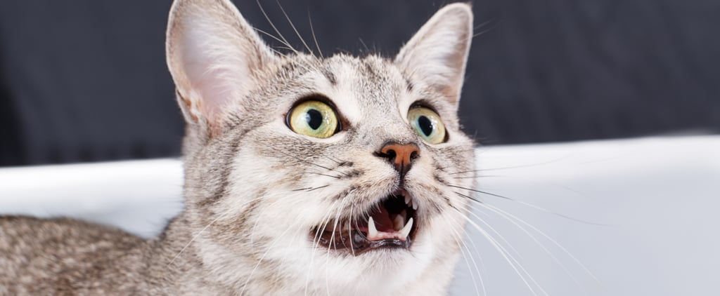 Dental Health in Cats