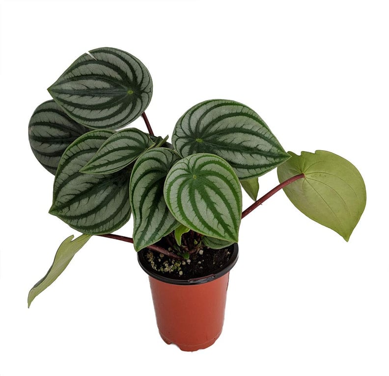 Watermelon Peperomia