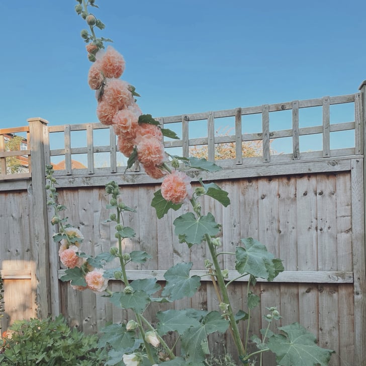 Grow Upwards! The Best Plants and Flowers For Small Gardens in the UK