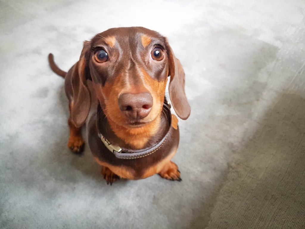 Cutest Dachshund Photos 