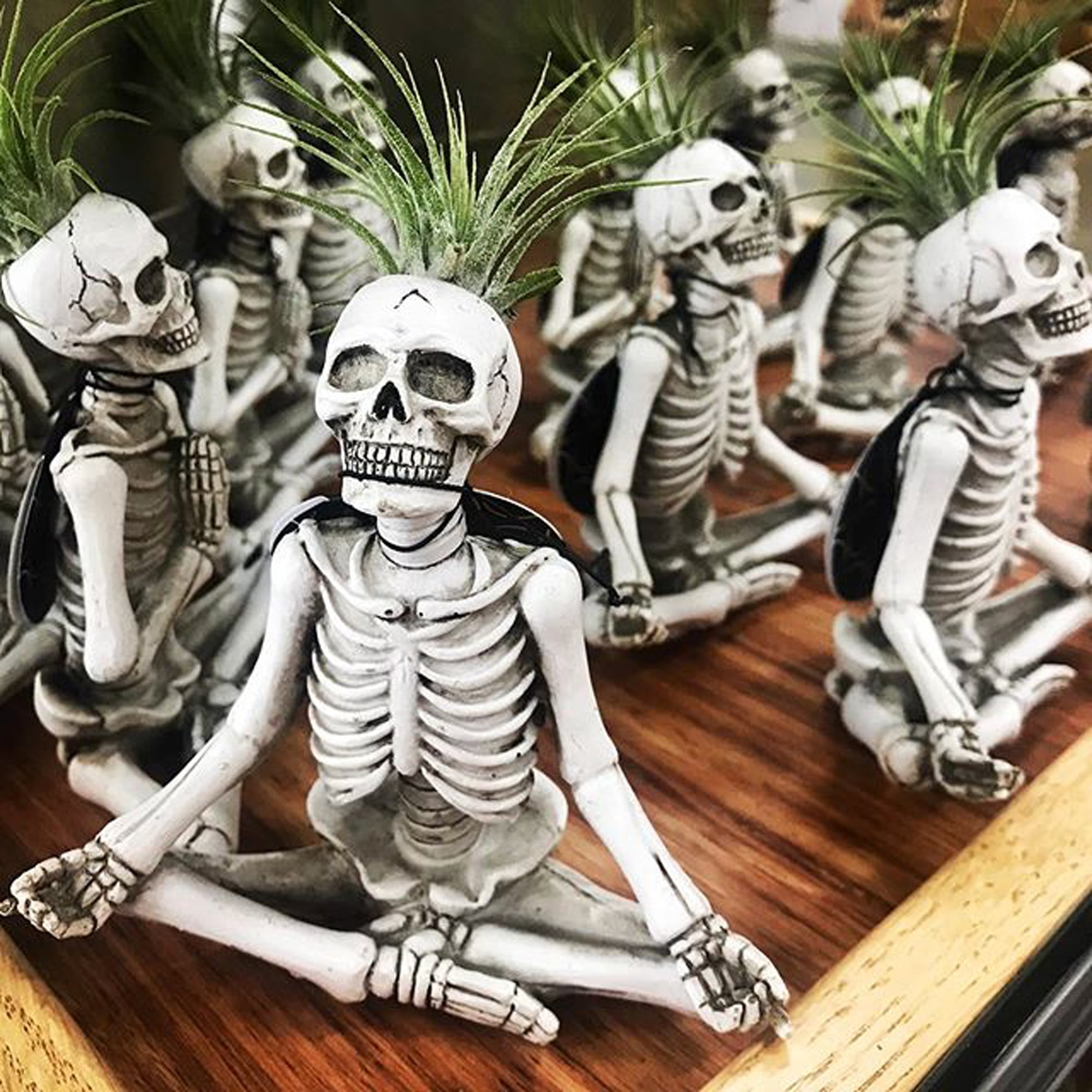 Trader Joe S Yoga Skeleton Air Plants Popsugar Home